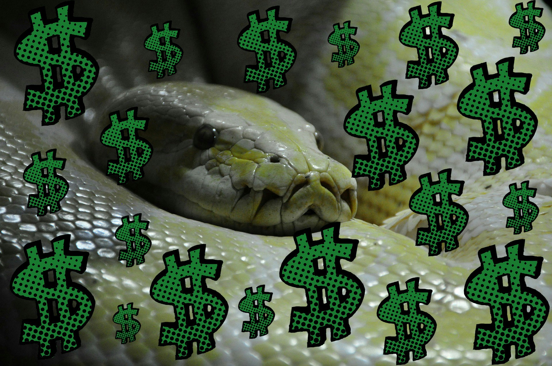 how can you make money from python